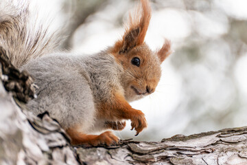 A close-up of a young red squirrel sitting on a pine branch in early spring and looking down at the camera, with long claws on its paws.