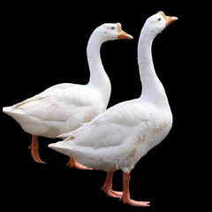 white goose on a white background. Duck photo 