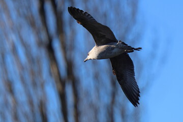 volo nel bosco