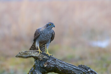 Northen Goshawk on a branch