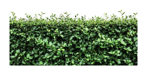 Lush green hedge for garden landscaping and privacy enhancement in outdoor spaces, cut out