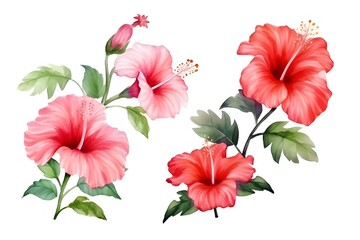 Set of Hibiscus flSet of Hibiscus flower. Collection set of Red hibiscus flowers isolated on transparent background. ower. 