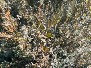 Flower buds of the Buxus Sempervirens shrub in spring. Selective focus. The common box, European box, or boxwood, Buxus colchica of western Caucasus and B. hyrcana.
