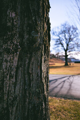 Tree trunk and tree shadows art