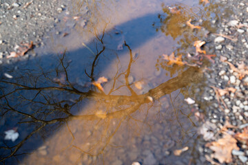 autumn leaves in water with tree in reflection