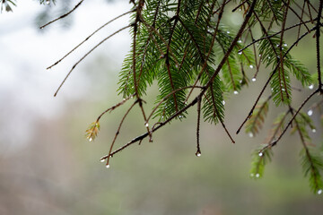 close up of pine needles with raindrops