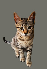 Obraz premium british shorthair cat
