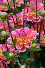 beautiful dahlia Pacific View flower, purple, pink with white petals © H.A.Colijn