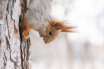 A red squirrel upside down with its mouth open on the trunk of a pine tree