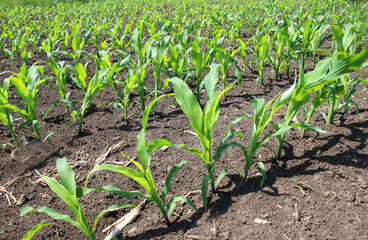 Sprouts of young corn sprouted on the farm field