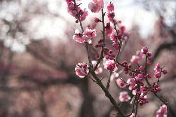 春のきれいな満開の桜