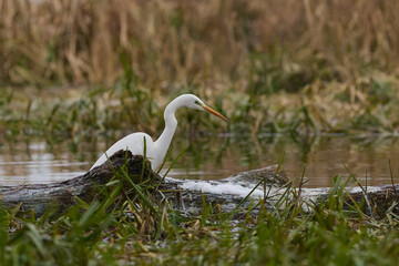Grea White Egret on the hunt