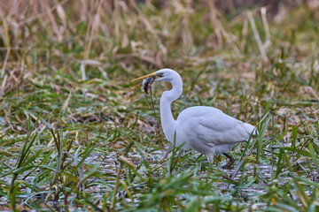 Grea White Egret on the hunt