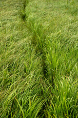 Thin Trail Cuts Through Thick Grasses In Yellowstone