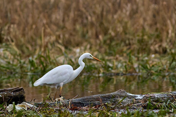 Grea White Egret on the hunt