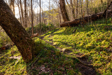 Trail Bends Around Trees And Through Bright Green Grass In Early Spring In Great Smoky Mountain