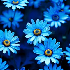 blue daisies 