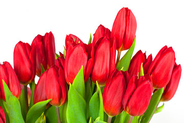 Bouquet of red tulips on a white background