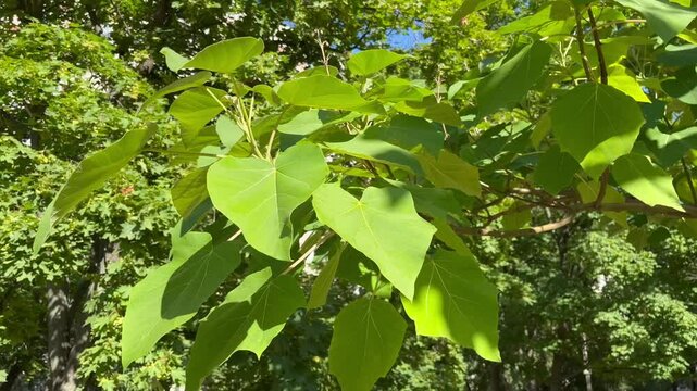 Paulownia Tomentosa Tree Growing in the Garden