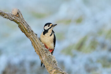 Great Spotted Woodpecker on the branch