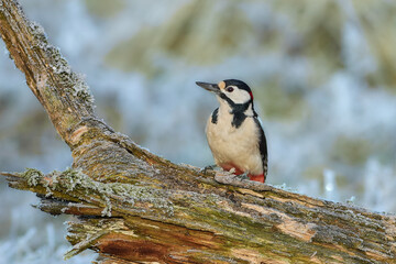 Great Spotted Woodpecker on the branch