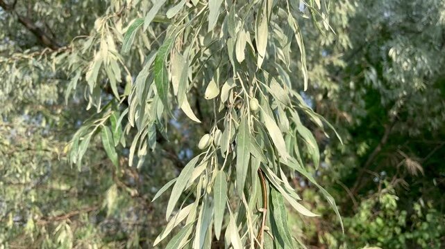 Loch ordinary (Elaeagnus angustifolia L., wild olive tree, djidda, jide, pshat, igda)