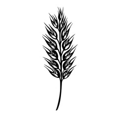 Fototapeta premium Vector engraved illustration of a detailed wheat spike design for product applications and packaging