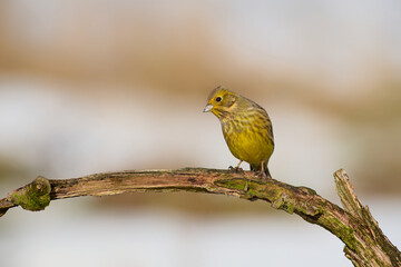 Yellowhammer on the branch - portret