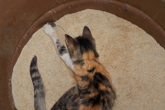 a tricolor cat caught a mouse in a barrel of ground grain with its paw. cat hunting for mice. mouse invasion, pest control, crop damage