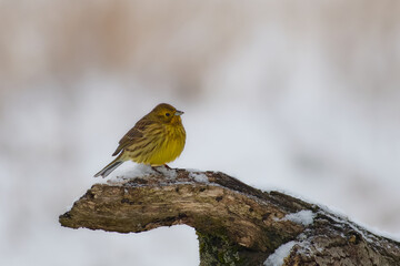 Yellowhammer on the branch - portret