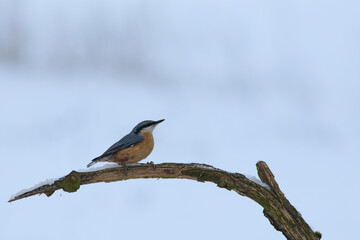 Eurasian Nuthatch on the branch