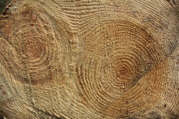 A very close-up of a cut of a tree. Natural wood fibre background