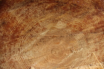 A very close-up of a cut of a tree. Natural wood background