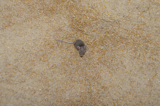 a small field mouse sits in a container with ground grain and eats it. pest control, crop damage