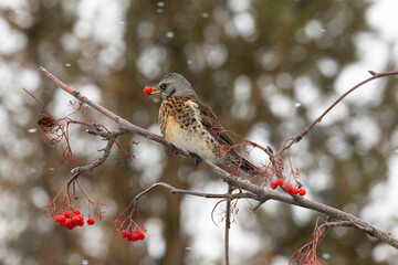 Field thrush eats rowan berries close up