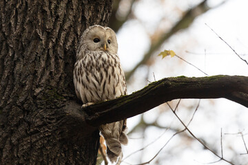Adult Tawny owl sitting on a tree  branch close up