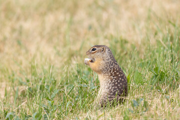 Gopher stands in the grass on a summer day close up