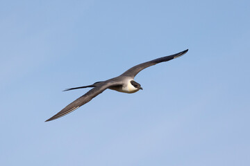 Long-tailed jaeger bird flies over the tundra