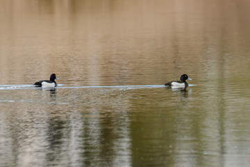 Wandern am Bogener Donau-Altarm an einem frühlingshaften Märztag