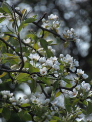 apple tree blossom
