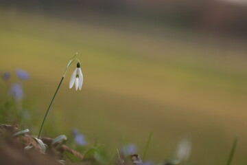 fiori di bucaneve nel bosco in inverno