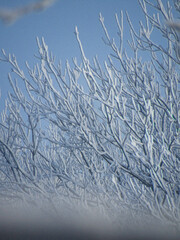 frost on branches