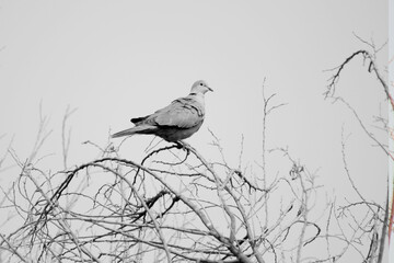 bird on a branch