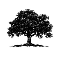Vector engraved illustration of a large oak tree designed for product applications and decorative art