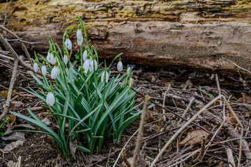 Wandern am Bogener Donau-Altarm an einem frühlingshaften Märztag