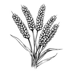 Detailed vector engraved illustration of wheat stalks for product design with natural elements