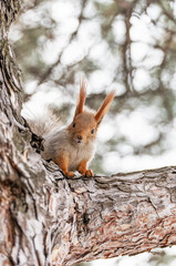 A little red squirrel peeks out from behind the trunk of a pine tree, sitting on a branch, and looks directly into the camera, view from below and from the front.