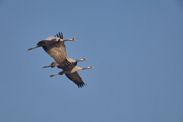 Common Crane in its full beauty and elegance
