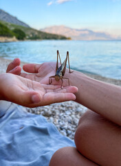 Grasshopper on a child's hand by the sea