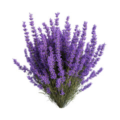 Fototapeta premium Vibrant Lavender Bouquet Peaceful Serenity Blossoms Delightful Fragrance